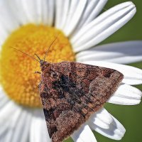 Ночница клеверная :: Андроник Александр 