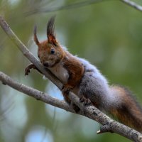 *** :: Дмитрий 