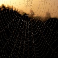 Паутинка :: Андрей Пристяжнюк