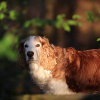 Луч на лучике :: liudmila drake Луч на лучике :: liudmila drake