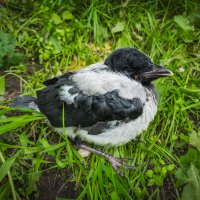 Где мои родители? :: Борис Калитенко Где мои родители? :: Борис Калитенко