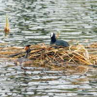 Гнездо не сдаёте? :: Yuri Chudnovetz