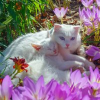 Котик-сын и кошка-мама. :: Сергей Ц