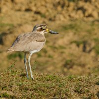 Большая рифовая авдотка :: Георгий А Большая рифовая авдотка :: Георгий А