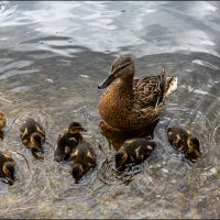 Мамка :: Александр Тарноградский Мамка :: Александр Тарноградский