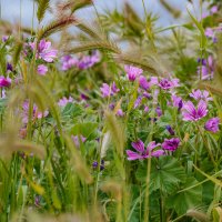 Крым. Гурзуф. Май 2025 :: Вячеслав Владимирович