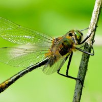 из позавчерашней съемки 4 :: Александр Прокудин