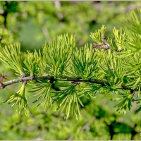 Лиственница погожим днём... :: Aquarius - Сергей