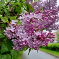 Сирень :: Сапсан 