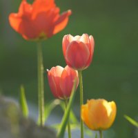 *** :: Иван Литвинов