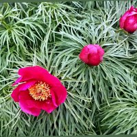 Пион тонколистный :: Veera V Пион тонколистный :: Veera V