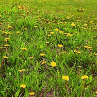 Май...Одуванчиковая полянка в парке! :: Владимир 