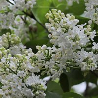 Белая сирень :: Любовь Сахарова