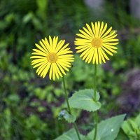 Дороникум :: Валерий Иванович