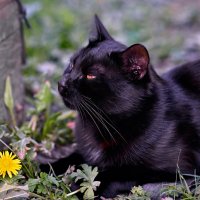 Уголёчек в тенёчке болдеет ... :: Евгений Хвальчев