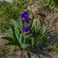 Ирис :: Анатолий Чикчирный