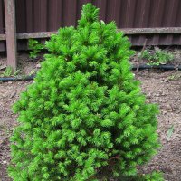 Декоративная ёлочка :: Людмила Смородинская