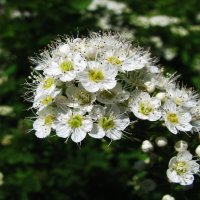 Спирея цветёт :: Людмила Смородинская