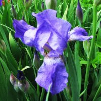 Нежный красавчик :: Людмила Смородинская