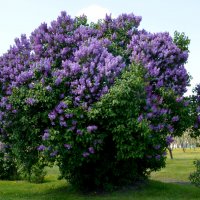 Москва. Парк Коломенское. :: Наташа *****