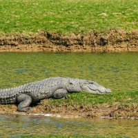 Обычный крокодил :: Георгий А