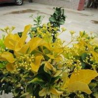 Мармарис  июнь  Турция :: Елена Шаламова