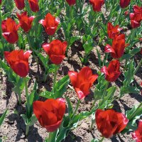 Тюльпаны :: Елена Семигина