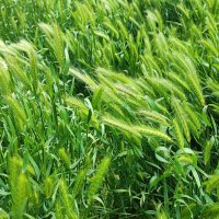 Гордеум муриновый :: Сергей Тимоновский