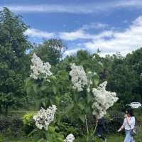 Белая сирень :: Oleg4618 Шутченко