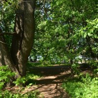 Городская природа :: Oleg4618 Шутченко