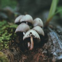 Грибы :: Эдуард Куклин