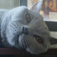 Кот Масик :: Лютый Дровосек