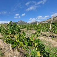 Виноградники в Курортном :: ИРЭН@ .