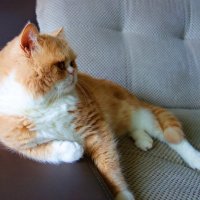 Горошик :: Галина 