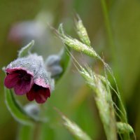 Чернокорень лекарственный :: Надежда Куркина Чернокорень лекарственный :: Надежда Куркина