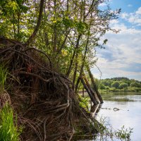 Хитросплетения природы :: Игорь Чичиль Хитросплетения природы :: Игорь Чичиль