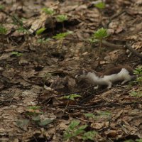 Ласка выследила добычу :: Илья 