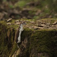 Ласка забралась на пень :: Илья 