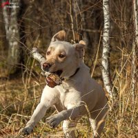 На прогулке... :: Андрей Пристяжнюк