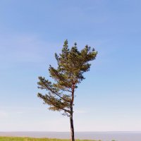 На семи ветрах . :: Мила Бовкун