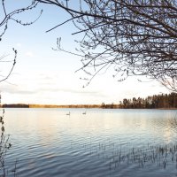 Лебединое озеро :: Yuri Chudnovetz