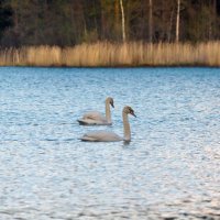 Вот так плывут по жизни, по воде два нежных, преданных творенья! :: Yuri Chudnovetz