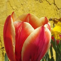 Тюльпан :: Freddy 97