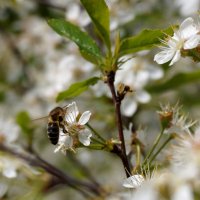 Вишня в цвету :: Сергей Ц