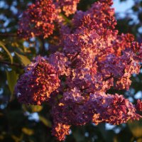 Сирень расцветает :: Сергей Ц