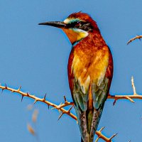 Золотистая щурка :: Адик Гольдфарб