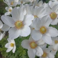 Весна в разгаре :: Pippa 