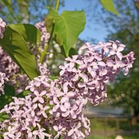 Весна в разгаре :: Pippa 