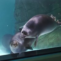 В Москвариуме - байкальская нерпа :: <<< Наташа >>>