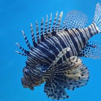 В Москвариуме - крылатка-зебра :: <<< Наташа >>>